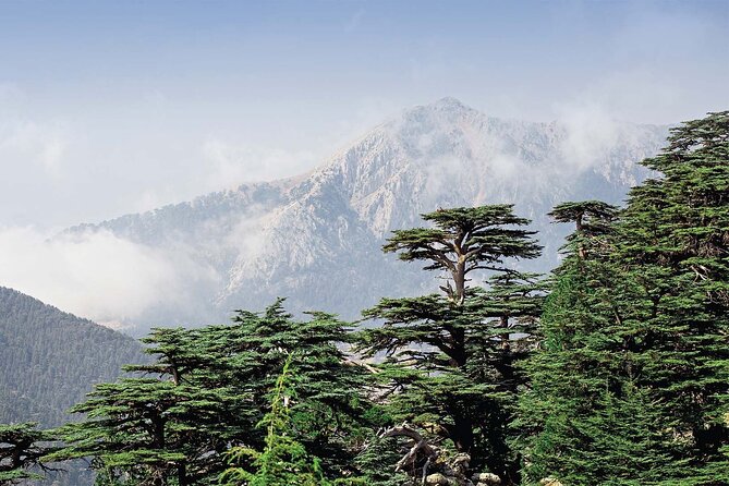 Beiteddine and Al-Chouf Cedar Reserve - Why this pairing works from Beirut