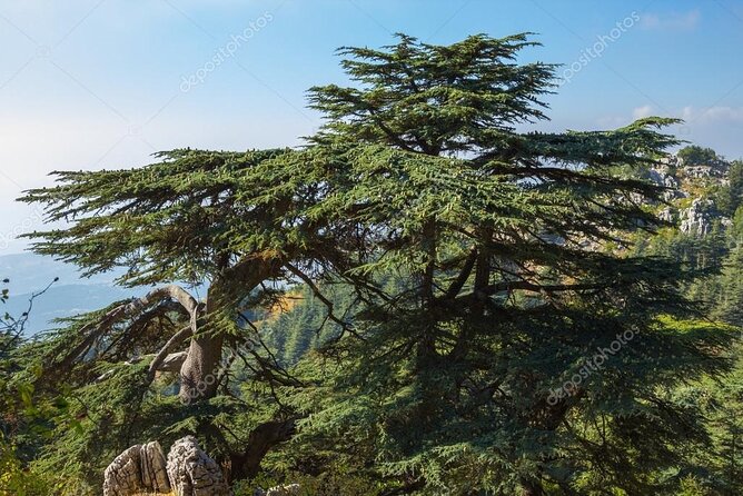 Beiteddine and Al-Chouf Cedar Reserve - What the private transport adds