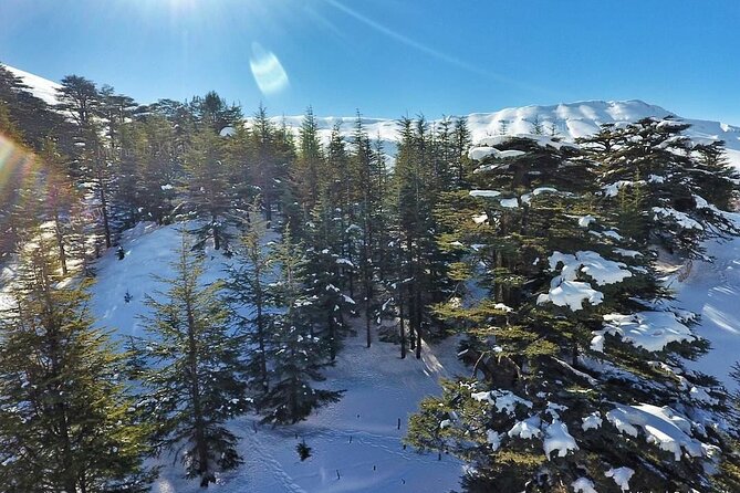 Cedars of Lebanon, Qozhaya, & Bcharre - With Lunch (4G on Board) - Final Recommendation: Book It for the Valley, Not Just the Cedars