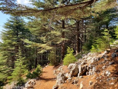 Cedars Shouf & Beiteddine w/pick-up, guide, entries+lunch