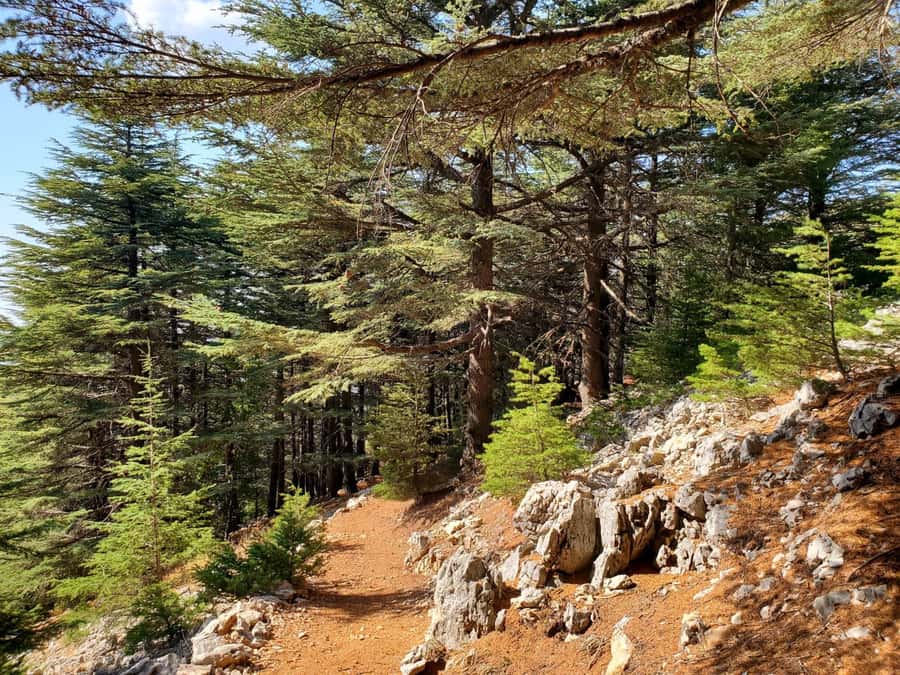 Cedars Shouf & Beiteddine w/pick-up, guide, entries+lunch - Walking among the Shouf cedars