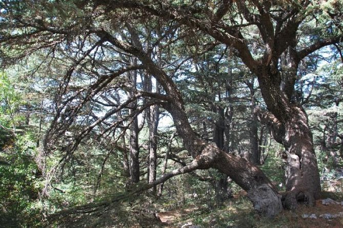 Chouf Charm: Private Journey Through Lebanon's Historic Heartland - Beiteddine Palace and the world of Emir Bashir