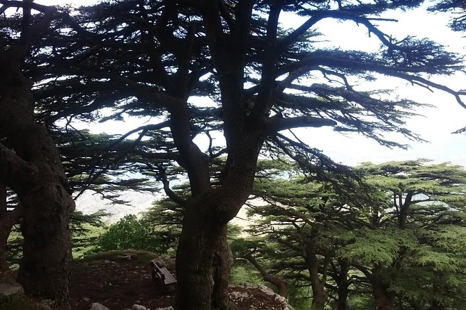 Exploring Lebanon's: Journey to Beit elDin, Deir ElQamar & Cedars - Beiteddine Palace: 90 minutes of Mount Lebanon power