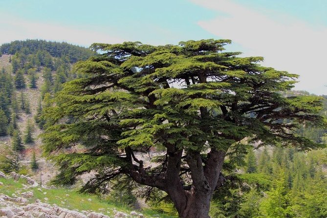 Guided small group to Cedars Reserve & Beiteddine w/lunch+entries - Deir el Qamar: a village stop with a Lebanese brunch