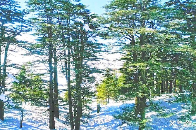 Jebran Museum, Becharre Cedars and Monastery of St. Antonio Qozhaya - Becharre Cedars and the power of fog