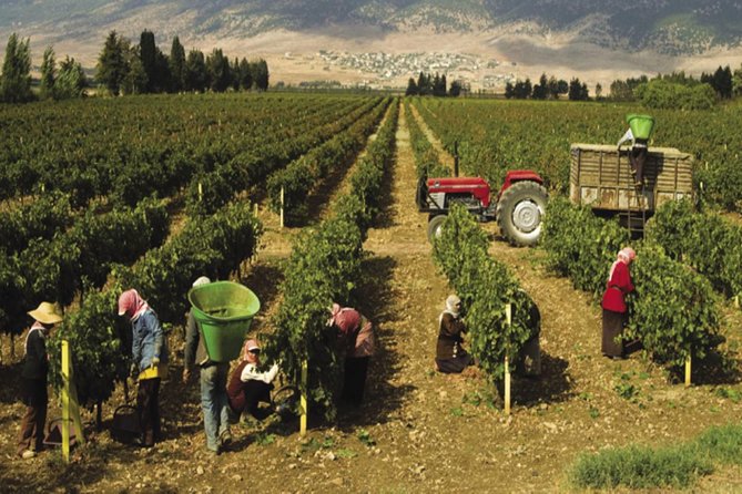Journey Through Lebanese Wine: A Private Tour in the Beqaa Valley - Why a private tour changes the day