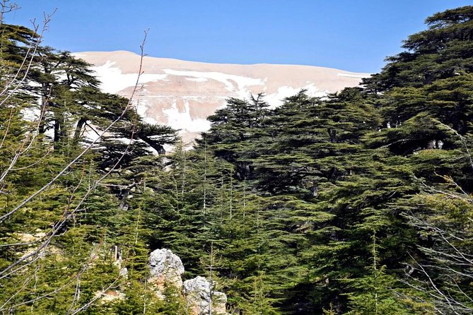 PRIVATE Tour to Cedars of God, Besharre & Qozhaya Valley - Walking among the Cedars of God
