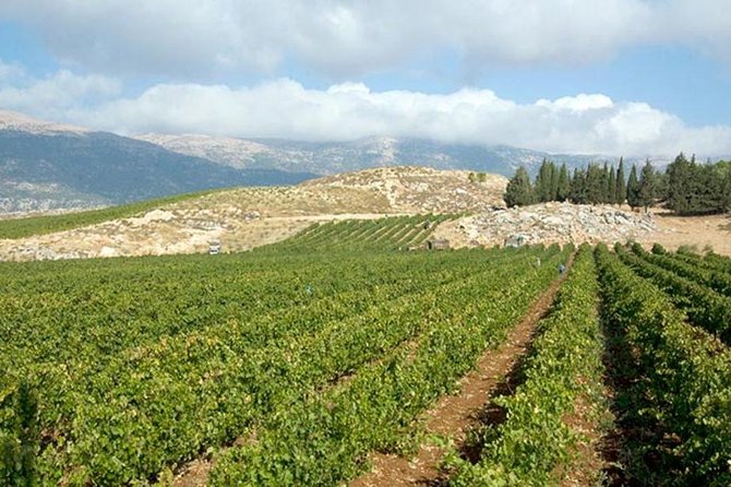 PRIVATE Wine Tasting Tour to the Bekaa Valey Fabulous Wineries - Château Ksara, the final cellar visit