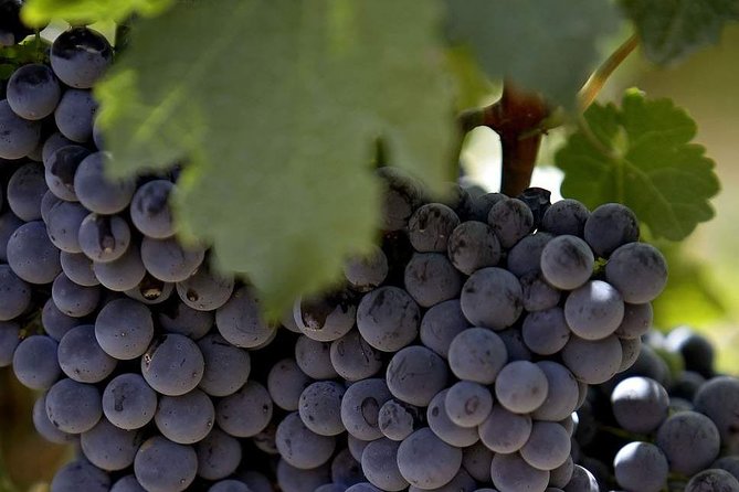 PRIVATE Wine Tasting Tour to the Bekaa Valey Fabulous Wineries - What the private guide adds