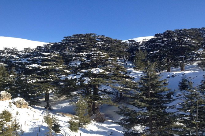 Small Group Tours to Qadisha Valley, Bcharre and Cedars with lunch and all fees - Who should book this experience?
