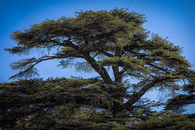 Unlocking the Wonders of Lebanon: Journey Through Qadisha Valley - Is $75 a Fair Price?
